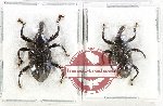 Scientific lot no. 1080 Curculionidae (2 pcs A2)