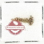 Scientific lot no. 1064 Curculionidae (9 pcs)