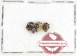 Scientific lot no. 1073 Curculionidae (3 pcs)