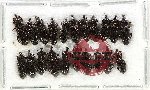 Scientific lot no. 1077 Curculionidae (Cossoniinae) (21 pcs)