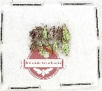 Scientific lot no. 1069 Curculionidae (11 pcs)