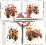 Scientific lot no. 1515 Heteroptera (8 pcs)