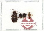 Scientific lot no. 1513 Heteroptera (4 pcs)