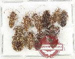 Scientific lot no. 1512 Heteroptera (10 pcs)