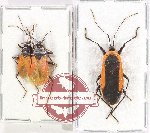 Scientific lot no. 1519 Heteroptera (3 pcs)