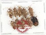 Scientific lot no. 1514 Heteroptera (10 pcs)