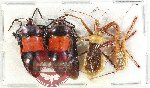 Scientific lot no. 1510 Heteroptera (4 pcs A2)