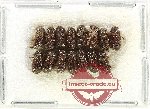 Scientific lot no. 216 Scolytidae (15 pcs)
