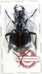 Manticora livingstoni