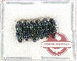 Scientific lot no. 139 Buprestidae (6 pcs)