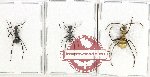 Scientific lot no. 53 Formicidae (3 pcs)