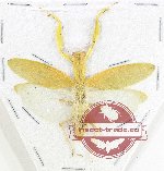 Mantidae sp. 47 (A-)