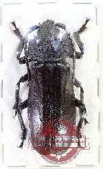 Xaurus bennigseni (AA-)