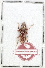 Cerambycidae sp. 118