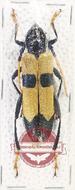 Huedepohliana suspecta