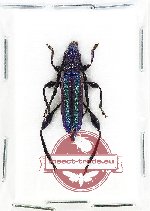 Paracleonice bivittata