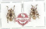 Scientific lot no. 343 Cerambycidae (Lamiinae sp) (2 pcs)