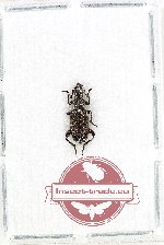 Cleridae sp. 51 (A2)