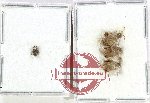 Bruchidae Scientific lot no. 49 (4 pcs)