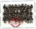 Gyrinidae Scientific lot no. 46 (30 pcs)