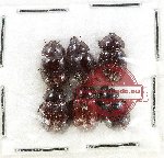 Hybosorinae Scientific lot no. 130 (6 pcs)