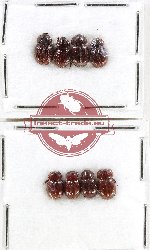 Hybosorinae Scientific lot no. 132 (8 pcs)