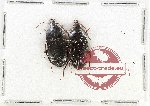 Scientific lot no. 979 Carabidae (2 pcs)