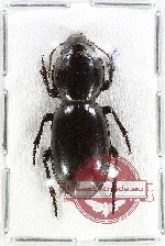 Cerotalis sp. 1