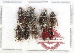 Scientific lot no. 982 Carabidae (9 pcs)