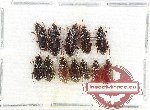 Scientific lot no. 978 Carabidae (12 pcs)