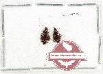 Scientific lot no. 975 Carabidae (Lebiinae) (2 pcs)
