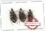 Scientific lot no. 984 Carabidae (3 pcs)