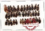 Scientific lot no. 979B Carabidae (Lebiinae) (39 pcs)