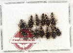 Scientific lot no. 980 Carabidae (12 pcs)