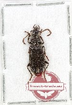 Scientific lot no. 973 Carabidae (1 pc A2)