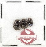 Scientific lot no. 1042 Coprophaga (3 pcs)
