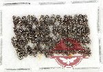 Scientific lot no. 1045 Coprophaga (58 pcs)