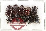 Scientific lot no. 1048 Coprophaga (10 pcs)