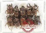 Scientific lot no. 1072 Coprophaga (10 pcs)