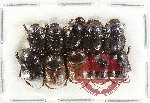 Scientific lot no. 1035 Coprophaga (10 pcs)