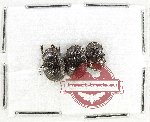 Scientific lot no. 1043 Coprophaga (3 pcs)