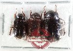 Scientific lot no. 303 Melolonthinae (3 pcs)