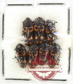 Scientific lot no. 226 Erotylidae (7 pcs)
