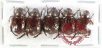 Scientific lot no. 424 Rutelinae (5 pcs)