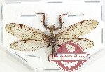 Mantispidae sp. 16