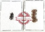Scientific lot no. 229 Nitidulidae (5 pcs)