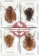 Scientific lot no. 304 Melolonthinae (4 pcs)