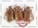 Scientific lot no. 302 Melolonthinae (3 pcs A2)