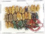Scientific lot no. 673 Chrysomelidae (41 pcs)