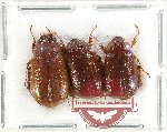 Scientific lot no. 292 Melolonthinae (3 pcs)